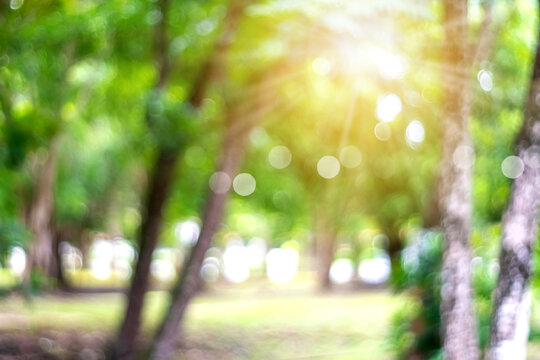 Blur nature bokeh green park many trees in sunset time with flare.