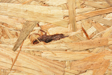 Background of wood plywood from pressed sawdust