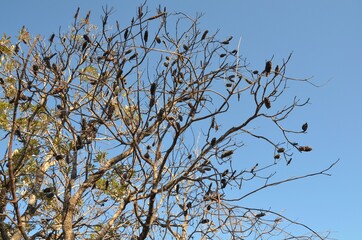 Banksia pods on tree against a bright blue sky