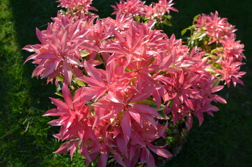 Close up of brightly coloured pink leaved plant