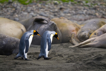 King Penguin colony, Saint Andrews Bay, South Georgia
