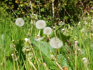 dandelions in the grass