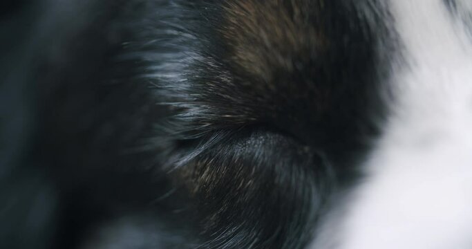 Close up shot of a dreaming dog. Dog's eyes flickr in rem phase of sleep. Static close up shot.