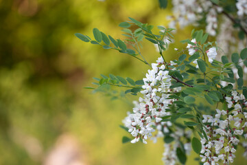 branch of a blossoming tree