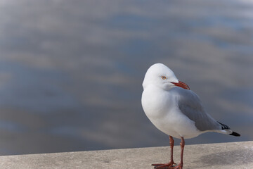 Calm Seagull Against Blurry River Background
