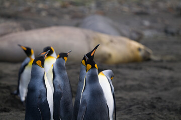King Penguin colony, Saint Andrews Bay, South Georgia
