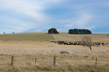 Cattle on Australian Field