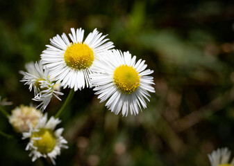Obraz premium White Daisies growing around Silver Lake in Blackwell Forest Preserve. Macro Lens.