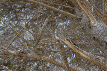 Bare Tree Branches viewed from Below