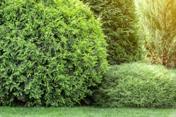 Landscaping of the backyard of a private house. Mowed lawn, decorative trees, flower beds.