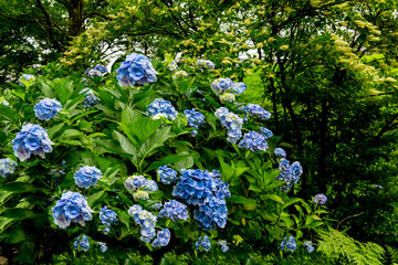 農業公園の紫陽花