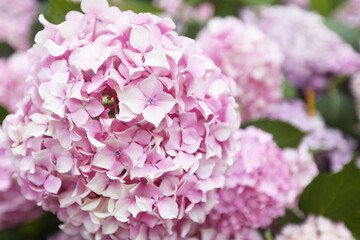 colorful hydrangea in a park