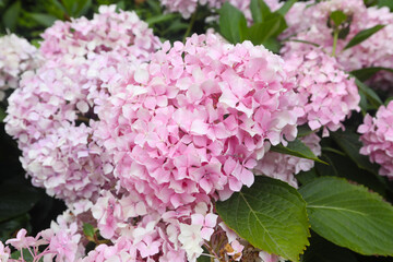 colorful hydrangea in a park