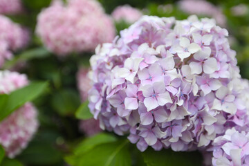 Fototapeta premium colorful hydrangea in a park