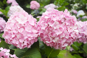 colorful hydrangea in a park