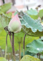 Water lily in the pond