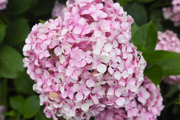 Fototapeta premium colorful hydrangea in a park
