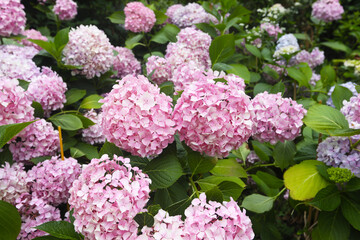 colorful hydrangea in a park