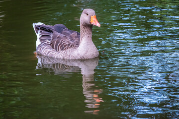 Wild gray goose swims in a lake with green water. © Dmitrii Potashkin