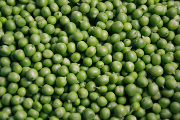 Green pea background. Pea freshly picked. Organic peas pods. Fresh vegetables. Healthy eating. Countryside garden harvest.