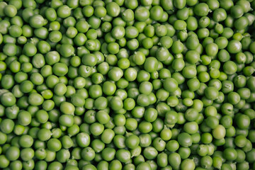 Green pea background. Pea freshly picked. Organic peas pods. Fresh vegetables. Healthy eating. Countryside garden harvest.