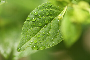 drop of water on the leaves