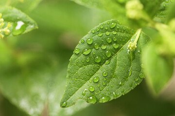 drop of water on the leaves