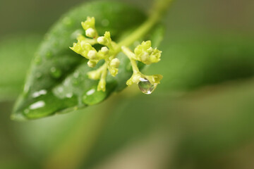 drop of water on the leaves
