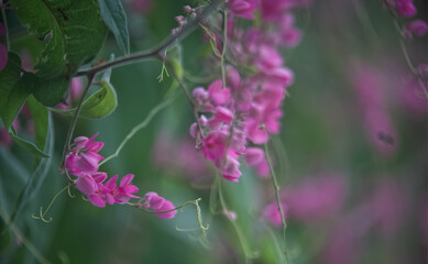 Pink Mexican creeper flower bunch with green blur background