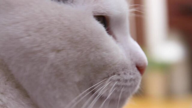 Close-up of a white cats face