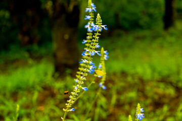 農業公園のハーブ