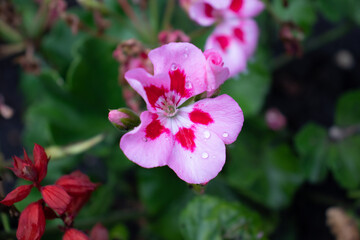 Fototapeta na wymiar Red and pink garden flower after a storm