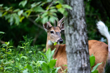Fototapeta premium Buck behind a tree