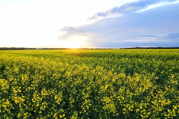 Obraz premium A yellow sea of canola fields in Edmonton, Alberta, Canada