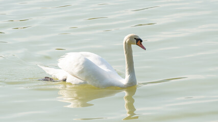 Obraz premium White swan swimming in a lake.
