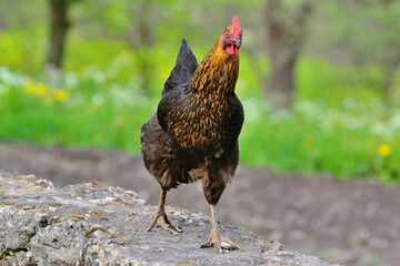 A chicken walks along a stone path