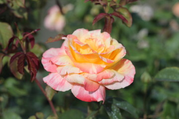 flower pink rose on a neutral background beautiful bud congratulating