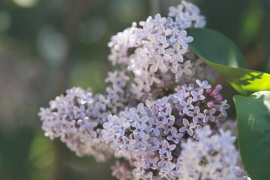 A bush of lilac flowers blooms a branch and leaves macro photo purple