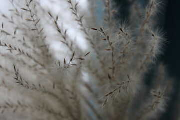 dry fluffy grass and flowers on a blue background on an autumn day