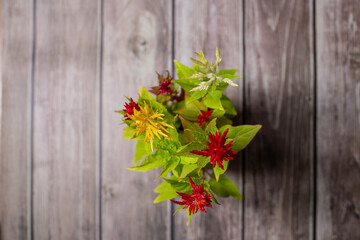 Fototapeta na wymiar Cockscomb colorful flower decoration plant on a striped wooden surface