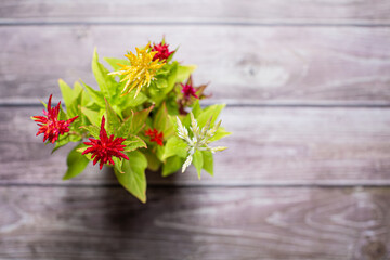 Cockscomb colorful flower decoration plant on a striped wooden surface