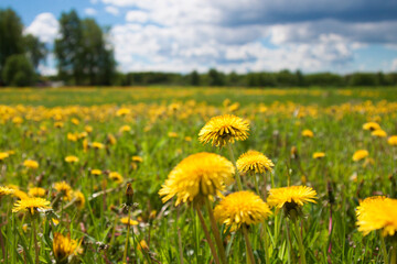yellow dandelions on the field blue sky and serenity