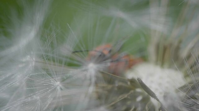 Focus pull from dandelion to mating fire bugs