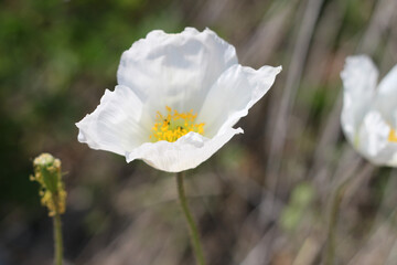 white poppies on a green background beautiful nature sea