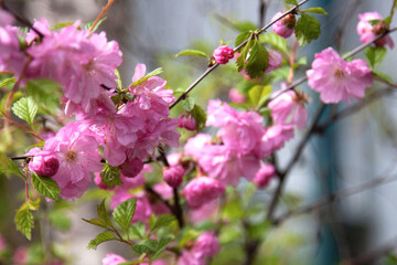pink cherry blossoms gentle background bush macrophoto sakura