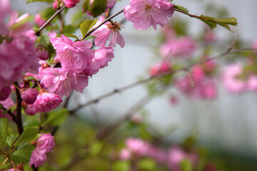 pink cherry blossoms gentle background bush macrophoto sakura