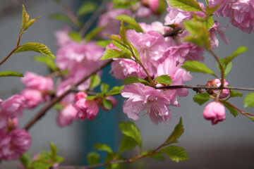 pink cherry blossoms gentle background bush macrophoto sakura