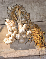 Dry garlic hanging on a wooden wall