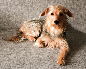 Cute havanese puppy dog is sitting frontal and looking at camera. High quality photo