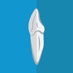 canine tooth